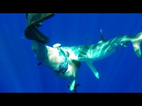 Oceanic Whitetip Shark Bites Diver