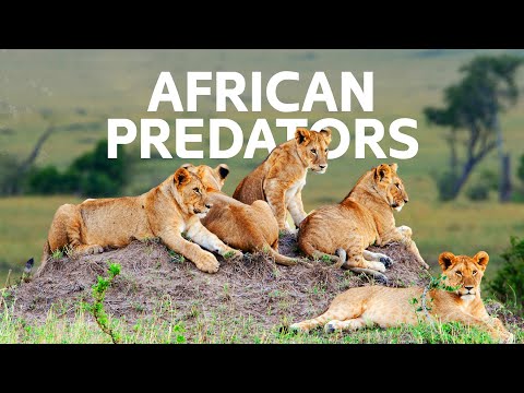 The Legendary Lions Fight Against Deadly Predators For Food | [4K] Wildlife Documentary