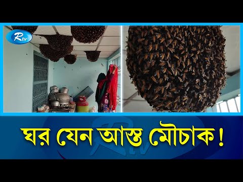 একই ঘরে মানুষ আর মৌমাছির বসবাস  | Bees | People | Rtv News