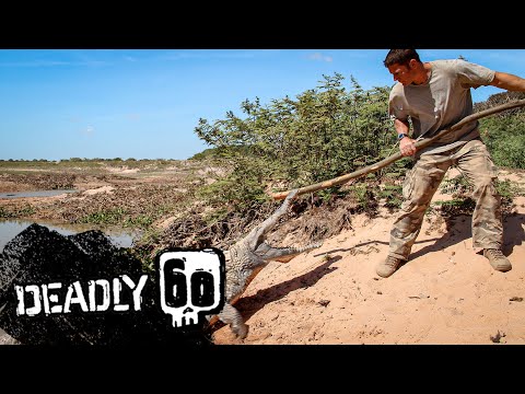 Crocodile Protects Her Nest | Deadly 60 | BBC Earth Kids