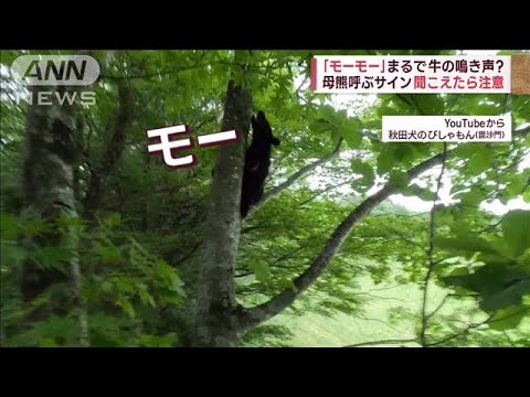 クマの「鳴き声」市街地に響く　この声に気を付けて！　迫る危険(2023年11月7日)