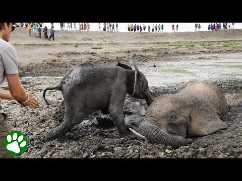 Baby elephant refuses to leave his mom&rsquo;s side until they&rsquo;re both free from muddy prison