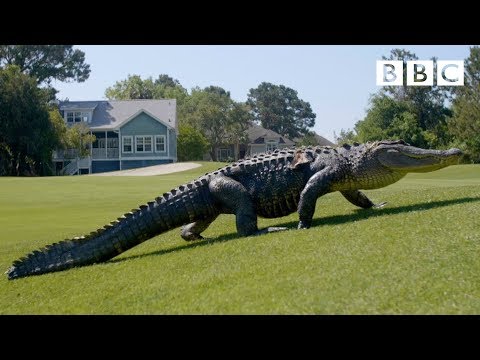 The Alligators taking over America's golf courses - BBC