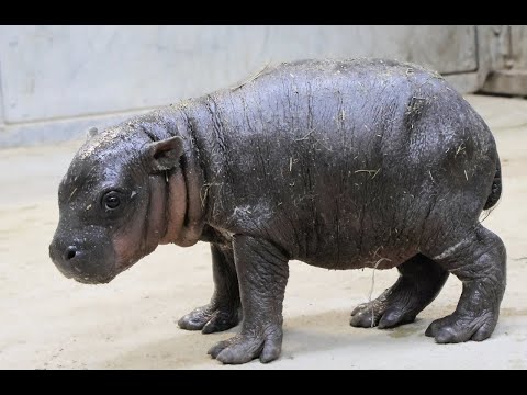 Tanganyika gets hippopotamus for Christmas