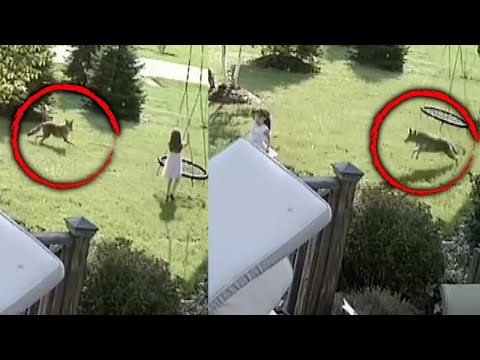 Coyote Chasing 5-Year-Old Was Like &lsquo;Watching a Horror Movie&rsquo;