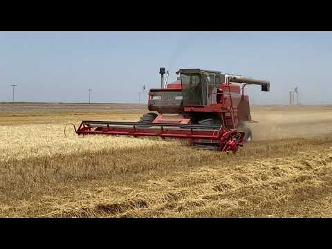 860 Massey - 2022 Kansas wheat harvest