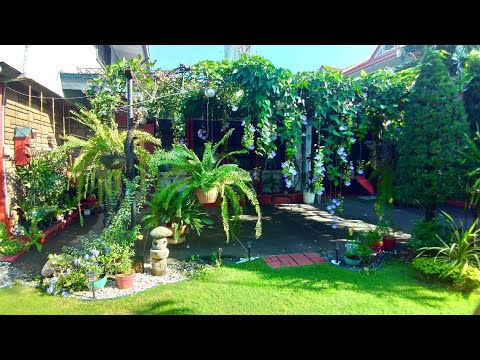 JAPANESE FILIPINO HOUSE GARDEN/CLEAN AND COZY/BLOOMING FLOWERS