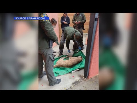 Wildlife officials capture P-22 in Los Feliz backyard