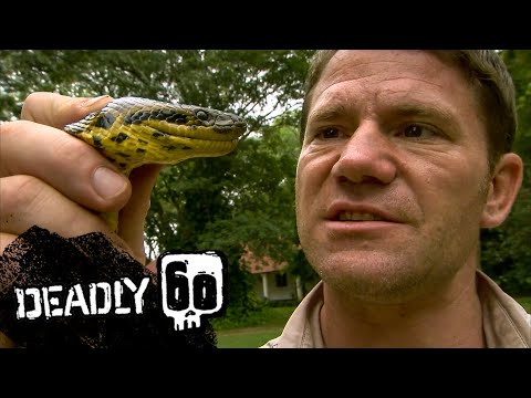 Anaconda Almost Crushes Steve's Hand! | Deadly 60 | BBC Earth Kids