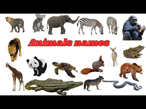 Wild animal's videos for kids| wild animals names in English for toddlers| learn English for kids.