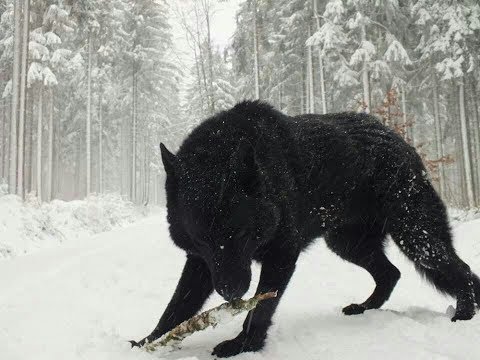 Two Largest Wolves ever caught on tape