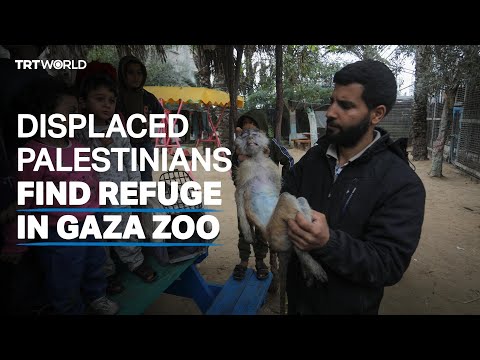 Displaced Palestinians find refuge in Gaza zoo