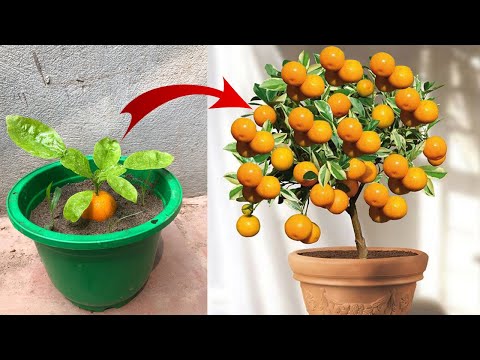 If you know this secret you can propagate any plant | Relax Garden