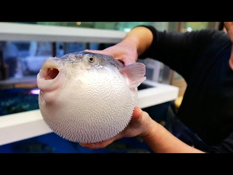 Japanese Street Food - ONE FUGU TO GO! Osaka Seafood Japan