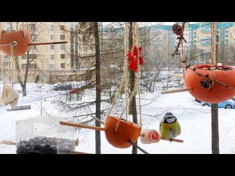 Мороз - 25&deg;С. Синичка Лазоревка пытается согреться❤️ Bird Feeder Cam 