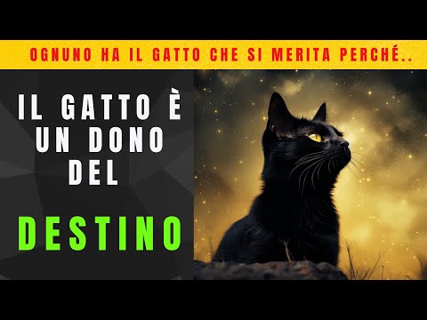 &ldquo;OGNUNO HA IL FELINO CHE SI MERITA&rdquo; | perch&eacute; il gatto &egrave; un dono del destino | 2023-24