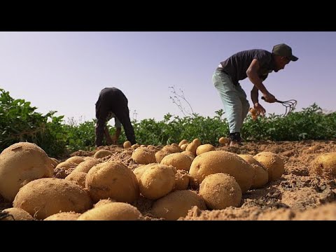 Le Sahara alg&eacute;rien, v&eacute;ritable p&ocirc;le agricole international