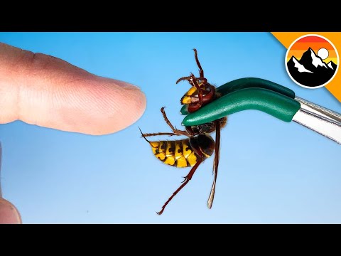 STUNG by a Giant European Hornet!