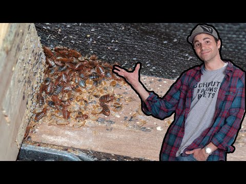 Bed Bugs - Why I Disagree With Mark Rober&rsquo;s Video