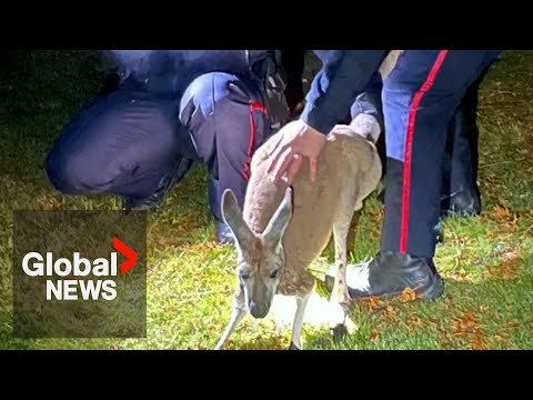 How a kangaroo in Ontario was finally caught after being on the run for more than 3 days