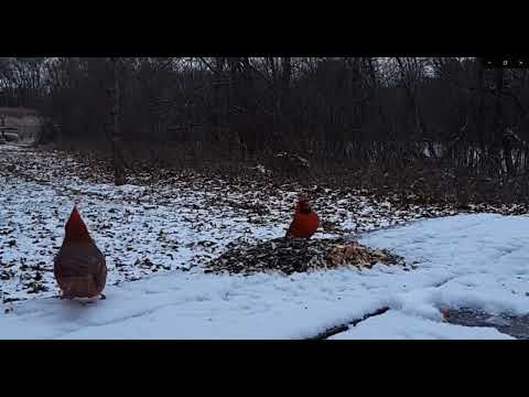 New Year's Eve with my Birdie friends 2