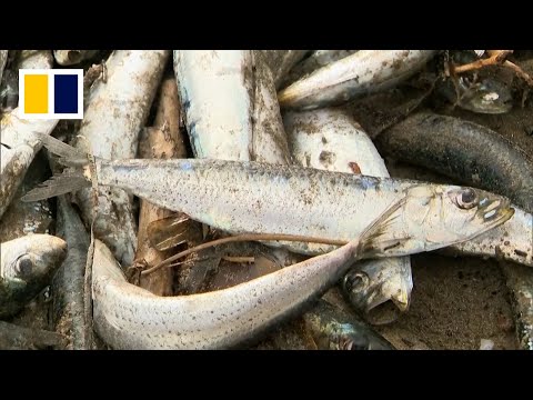 Thousands of dead fish wash up in northern Japan