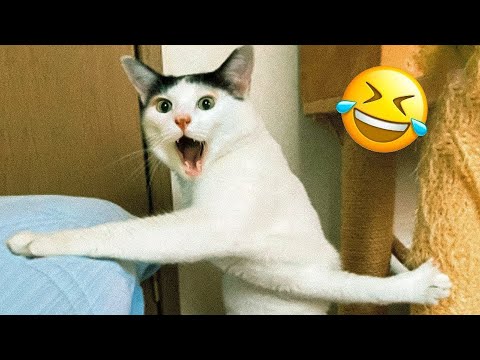 Try Not To Laugh 2024 😍 Funniest Cutest Cats and Dogs 🐱🐶 Part 04