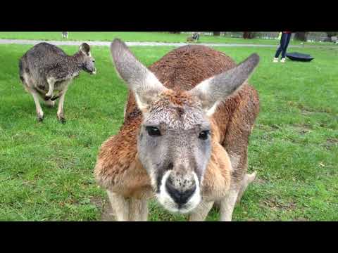 (Almost) Boxing with a Red Kangaroo