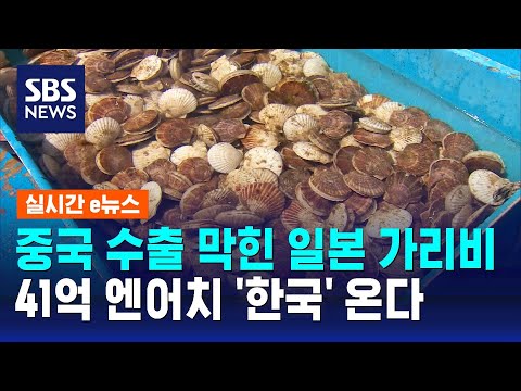 &quot;중국이 거부한 일본산 가리비, 한국에 41억 엔어치 수출 목표&quot; / SBS / 실시간 e뉴스