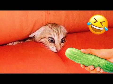 You Laugh You Lose 😻 Funniest Animals 2024 🤣🐶 Part 17