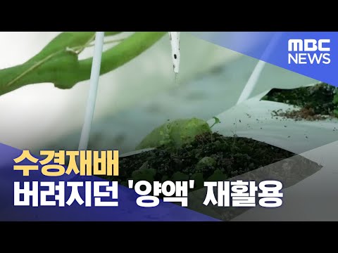 수경재배 버려지던 '양액' 재활용..순환 기술 개발 (2024.01.05/뉴스데스크/안동MBC)