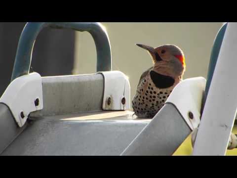 Machine Gun Woodpecker - Flicker