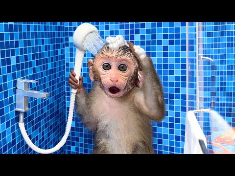 Monkey Baby Bon Bon oes to the toilet and plays with Ducklings in the swimming pool