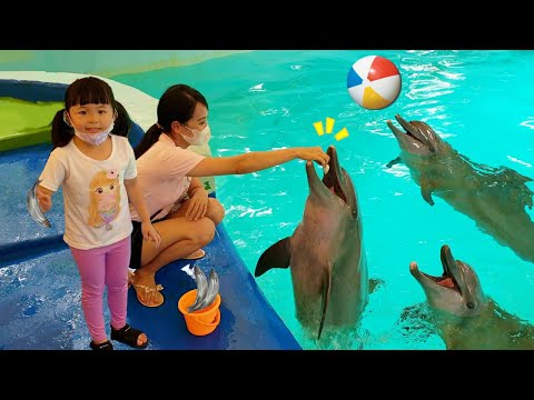 Dolphins Show and Feed Dolphins | Play with Cute Animals