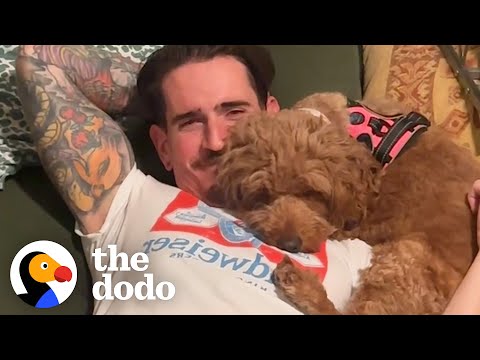 Goldendoodle Rescued From Puppy Mill Completely Transforms | The Dodo