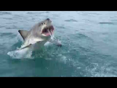 Great White Shark Breaching