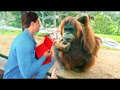 ANIMALS REACTING TO MAGIC !