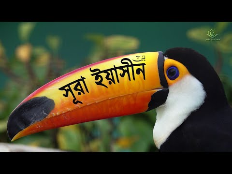 দরদী কণ্ঠে  সূরা ইয়াসিনের সুন্দর তিলাওয়াত | Surah Yaseen (سورة يس ) - Beautiful Quran Tilawat