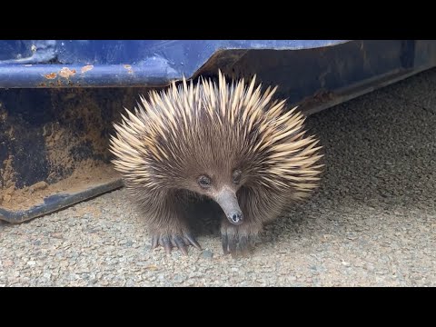 extremely nosy echidna