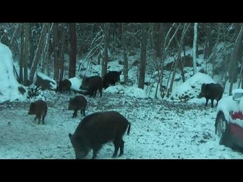 MY WILD PIGS in December 2023