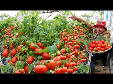 Apply This Method Immediately If Want Healthy Tomatoes, Harvest Early And Never Stop