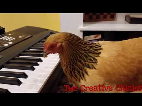 GALLINA CHE SUONA IL PIANO