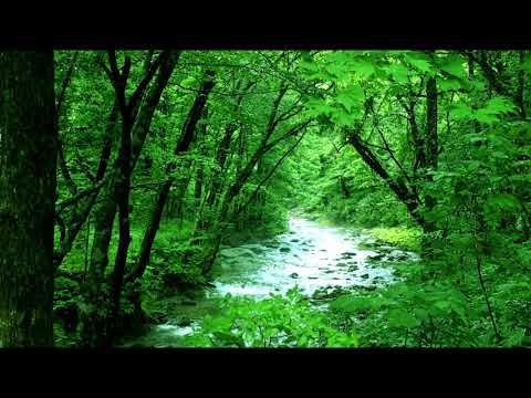 【ASMR風】1時間 自然音 落ち着く森の音 1hour Nature Sounds of a forest for Relaxing