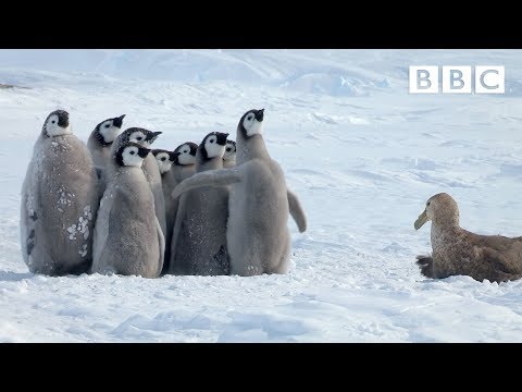 Penguin chicks rescued by unlikely hero | Spy in the Snow - BBC