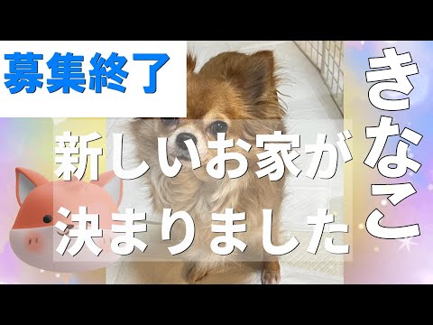 きなこ♡女の子　チワワ　犬