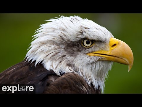 Decorah Eagles - North Nest powered by EXPLORE.org