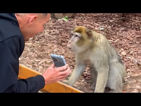 Monkeys Reacting to Magic For The First Time! New Funniest Animals