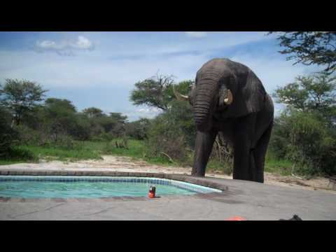 Elephant crashes the pool party