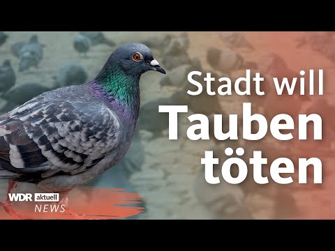 Taubenplage? Stadt Limburg will Tauben mit Genickbruch t&amp;ouml;ten | WDR Aktuelle Stunde