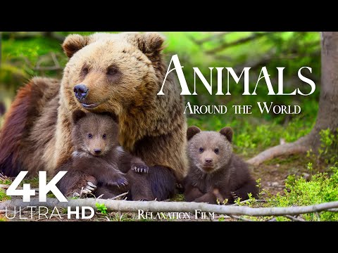 Cute Animals 4K 🌳 Animal Families - Relaxation Film by Peaceful Relaxing Music in Video Ultra HD